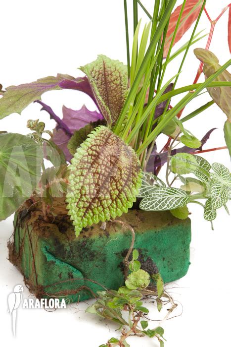 Araflora, exotic flora & more .